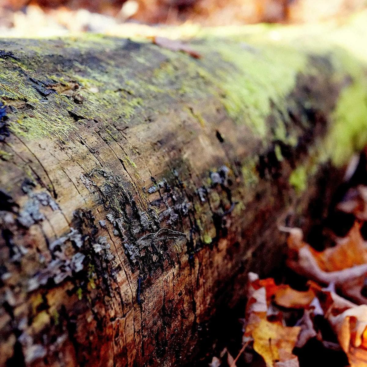 Hinge profile photo #252